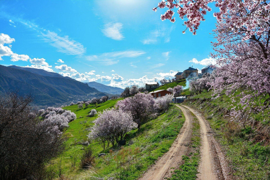 Almendras y aceites