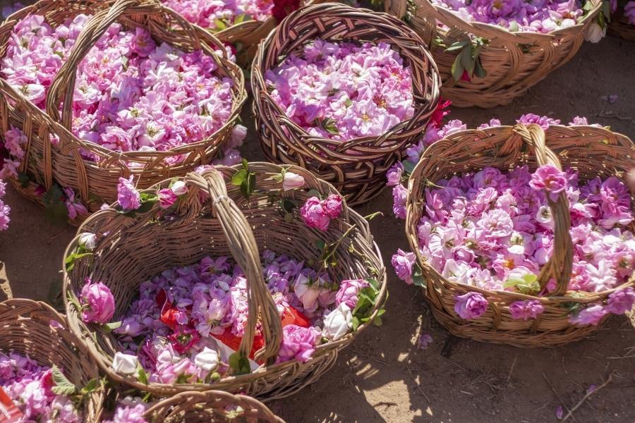 10 Hechos Poco Conocidos Sobre La Rosa Búlgara