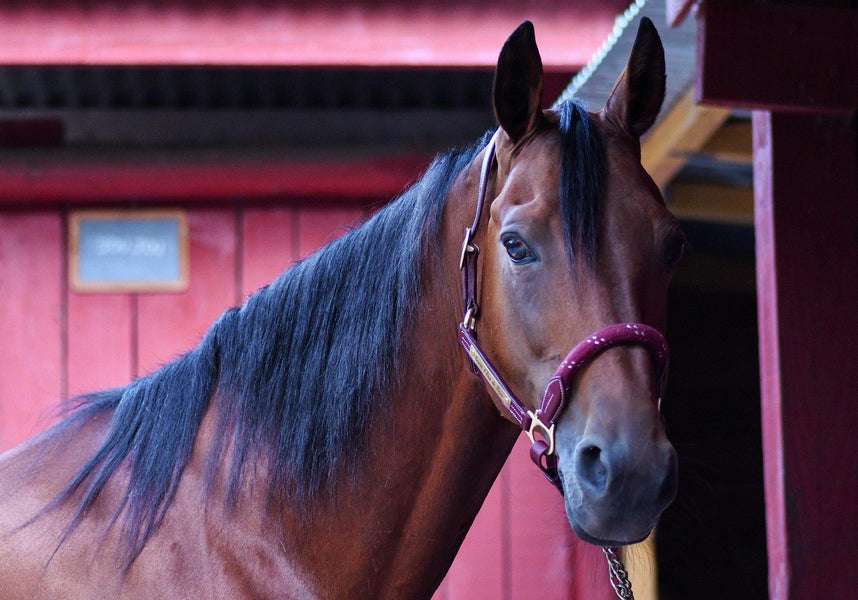 Cómo Utilizar Los Aceites Esenciales En El Traslado De Caballos