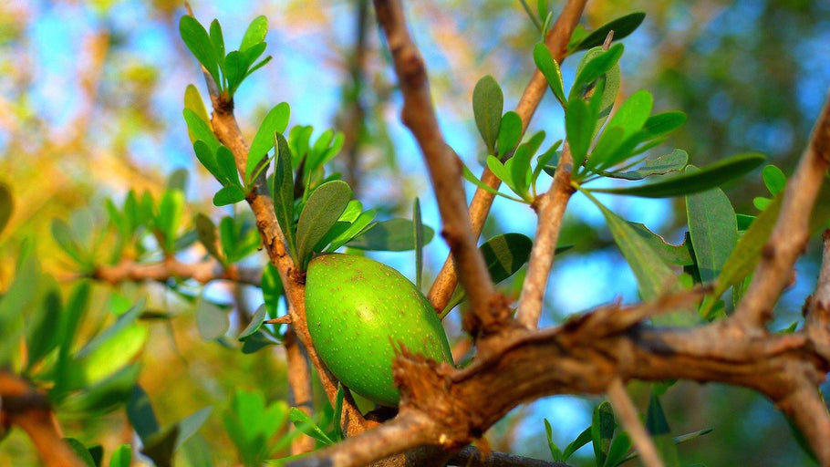 Beneficios Innegables Del Aceite De Argán