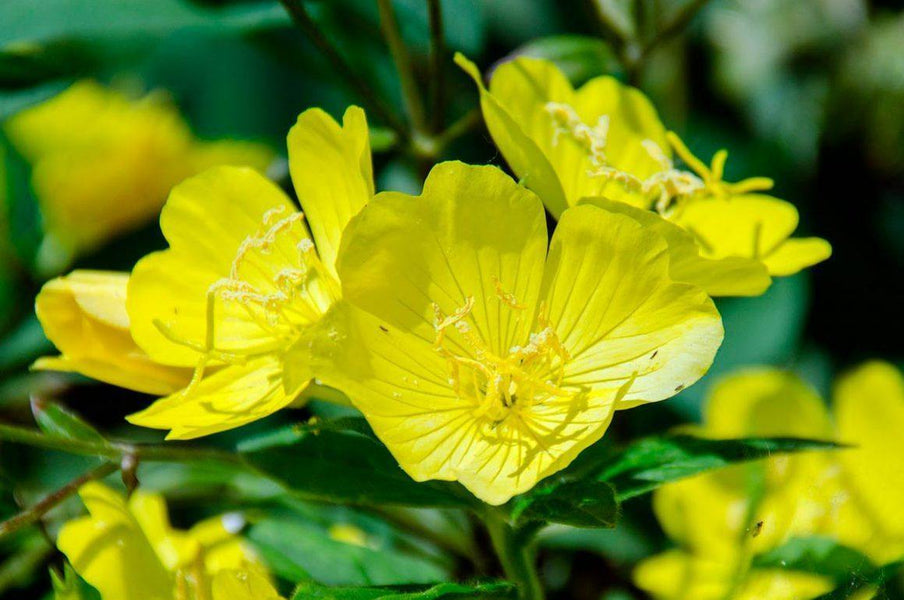 Aceite de Onagra