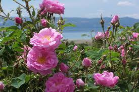 ACEITE ESENCIAL DE ROSA