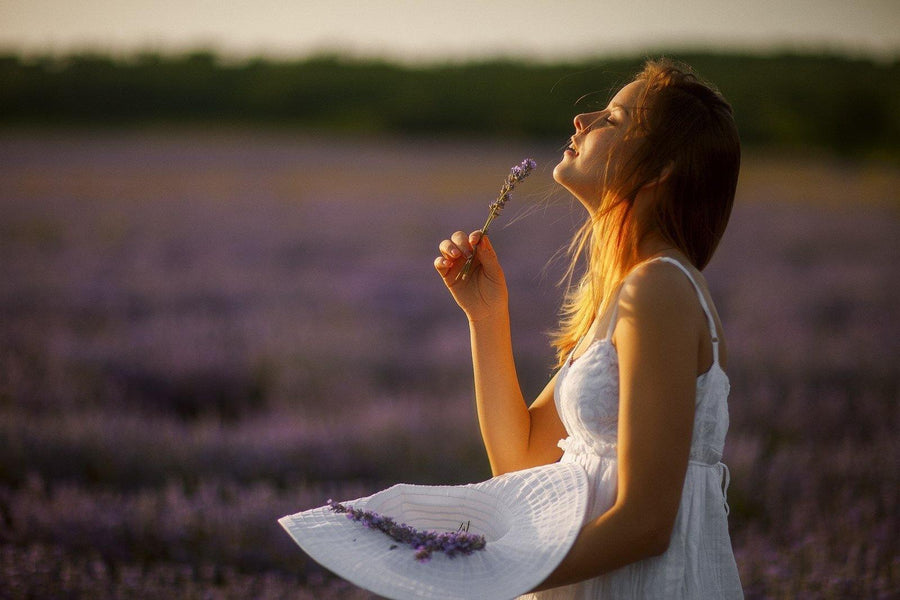 13 Datos Interesantes Sobre La Lavanda