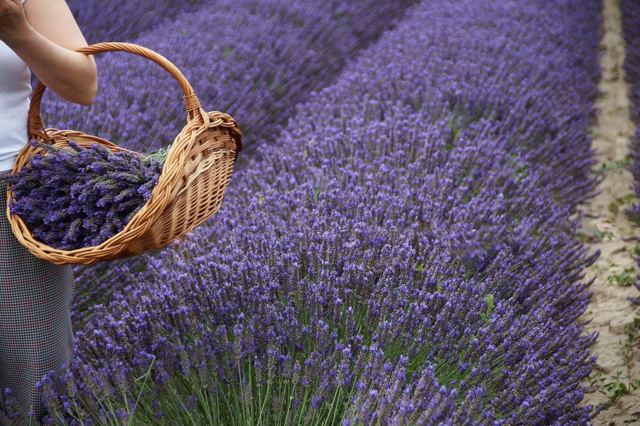 Sorpréndete Con Lo Que La LAVANDA Hace Por Ti
