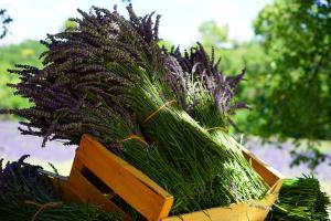 Los aromas nos influencian