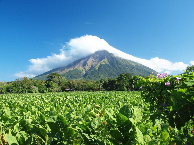 MEDICINA NATURAL EN NICARAGUA