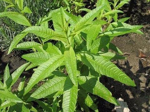 Descubre El Uso De La Hierba Luisa En Baleares