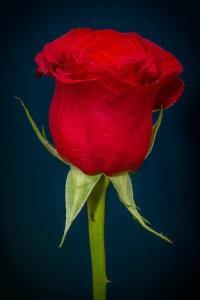 ACEITE ESENCIAL DE ROSA: MÁS QUE UNA JOYA