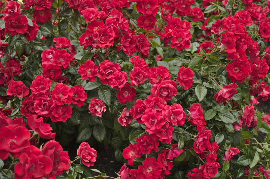 ¿Qué Simbolizan Los Diferentes Colores De Las Rosas?