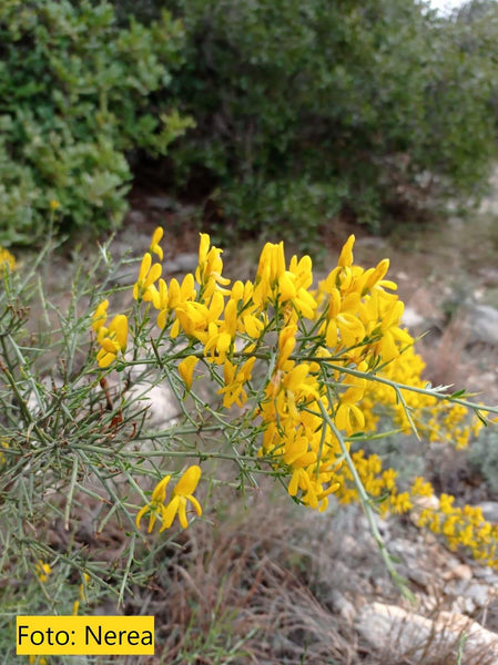 Aceites Esenciales, La Farmacia De La Naturaleza