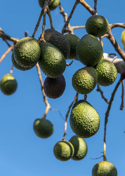 El Aguacate Rejuvenece