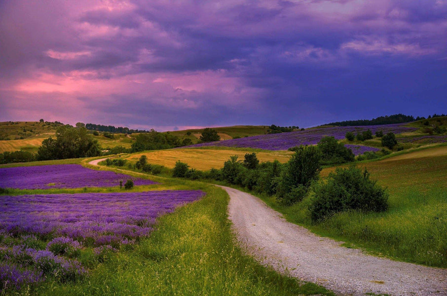 Los Secretos Del Aceite Esencial De Lavanda
