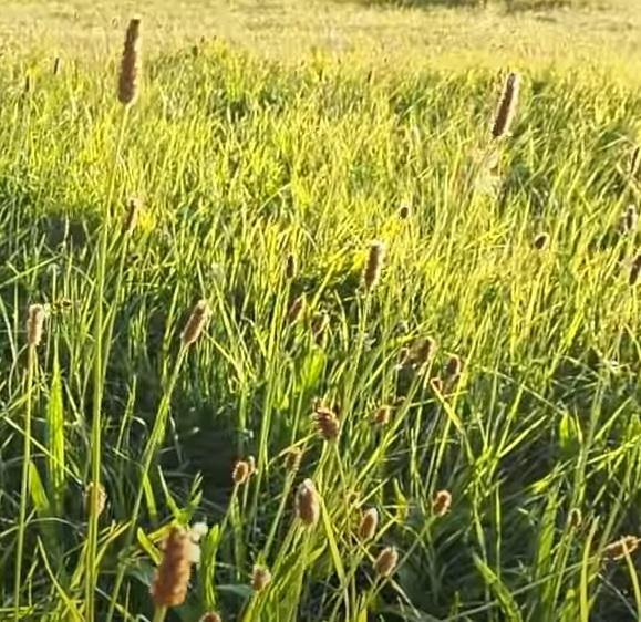 Propiedades Y Usos Del Llantén